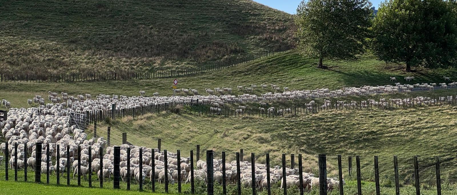 Hill country pasture with grazing sheep